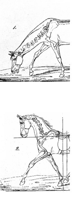 Trust-your-Horse Theoriekurs: 'Anreiten - die ersten Schritte vom Pferd zum Reitpferd'
